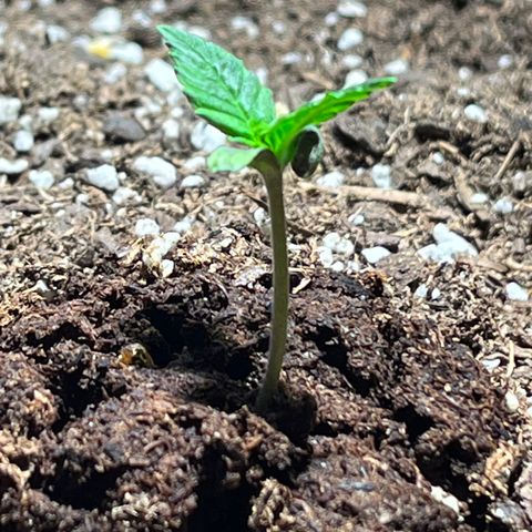 Gidget  growlog timeline photo