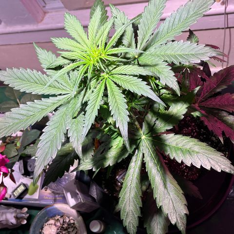 Christmas  growlog timeline photo