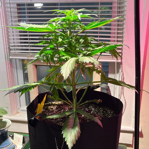 Christmas  growlog timeline photo