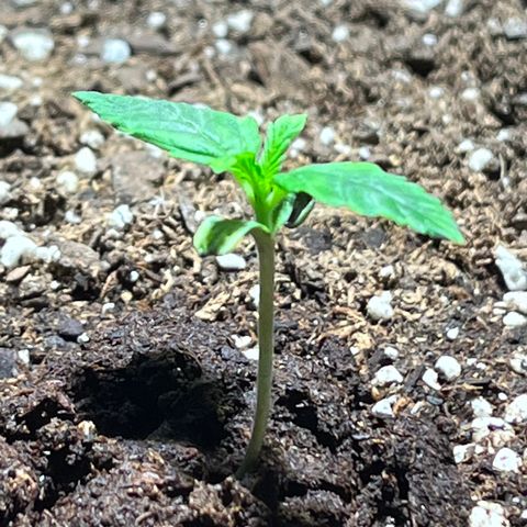 Gidget  growlog timeline photo