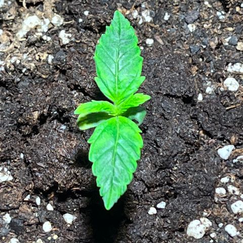 Gidget  growlog timeline photo
