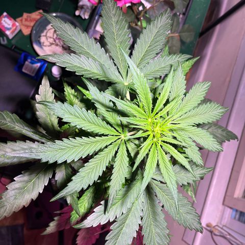 Christmas  growlog timeline photo