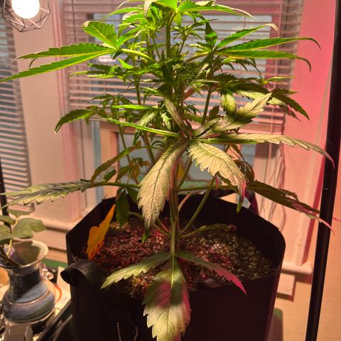 Christmas  growlog timeline photo