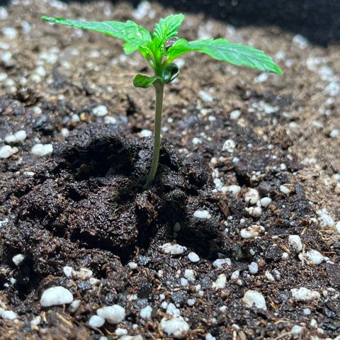 Gidget  growlog timeline photo