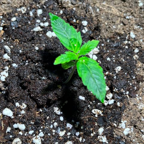 Gidget  growlog timeline photo