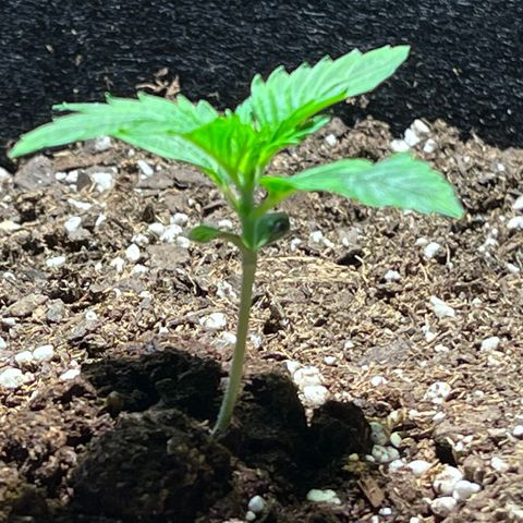 Gidget  growlog timeline photo