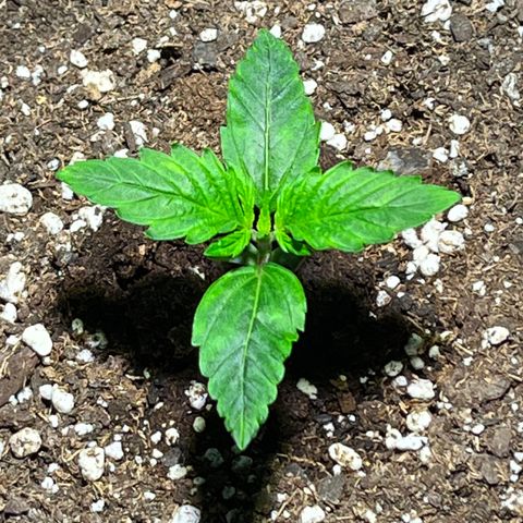 Gidget  growlog timeline photo