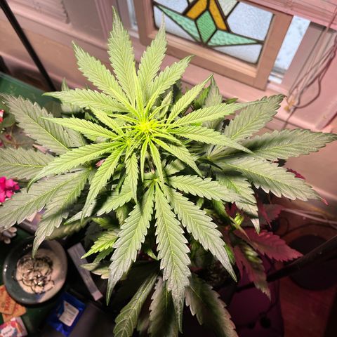 Christmas  growlog timeline photo
