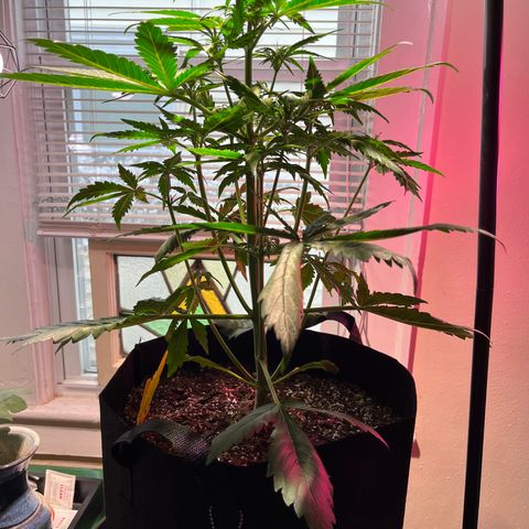 Christmas  growlog timeline photo