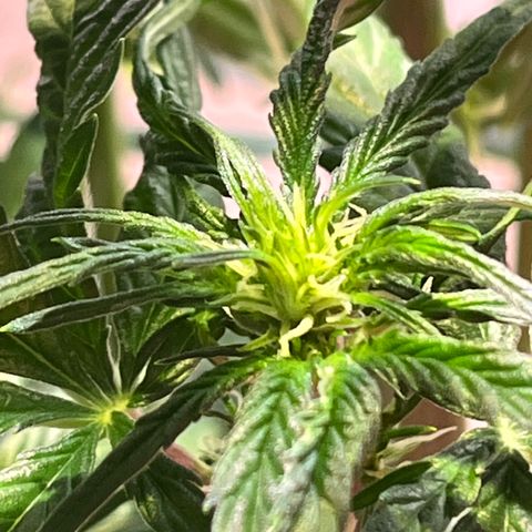 Christmas  growlog timeline photo