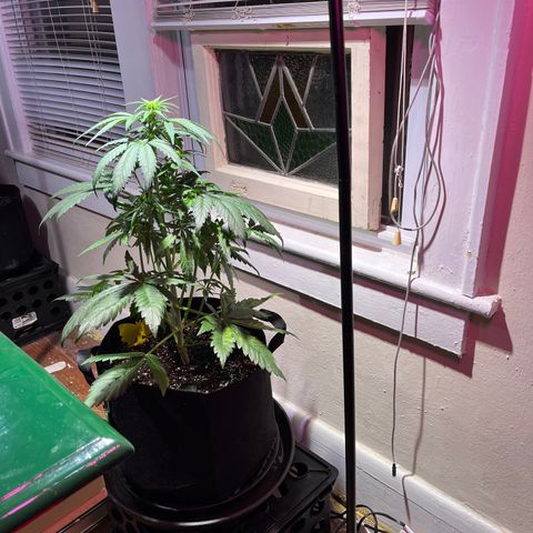 Christmas  growlog timeline photo