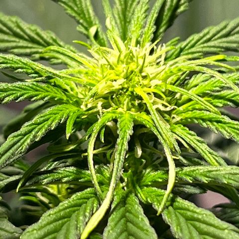 Christmas  growlog timeline photo