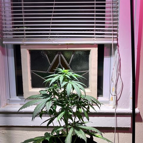 Christmas  growlog timeline photo