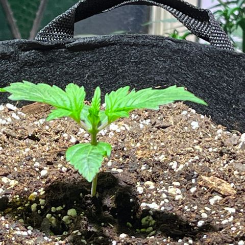 Gidget  growlog timeline photo