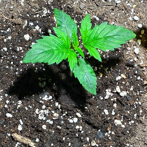 Gidget  growlog timeline photo