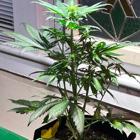 Christmas  growlog timeline photo