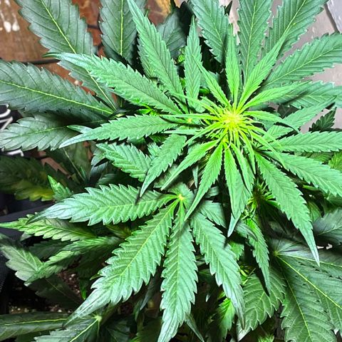 Christmas  growlog timeline photo