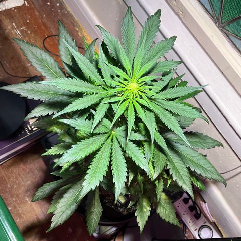 Christmas  growlog timeline photo