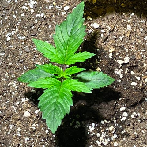 Gidget  growlog timeline photo