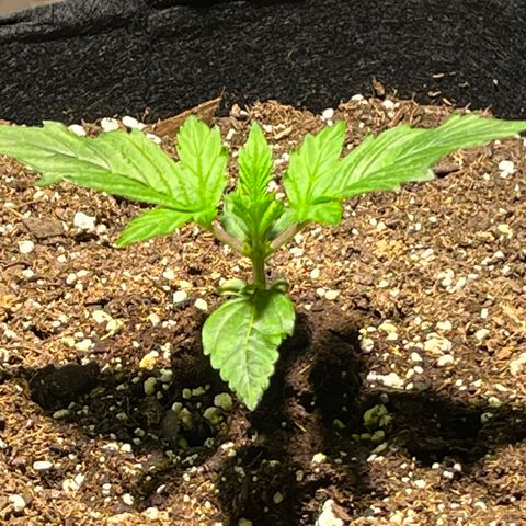 Gidget  growlog timeline photo
