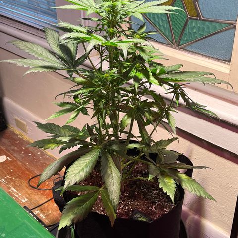 Christmas  growlog timeline photo