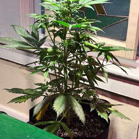 Christmas  growlog timeline photo