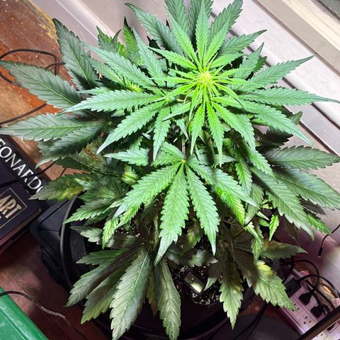 Christmas  growlog timeline photo