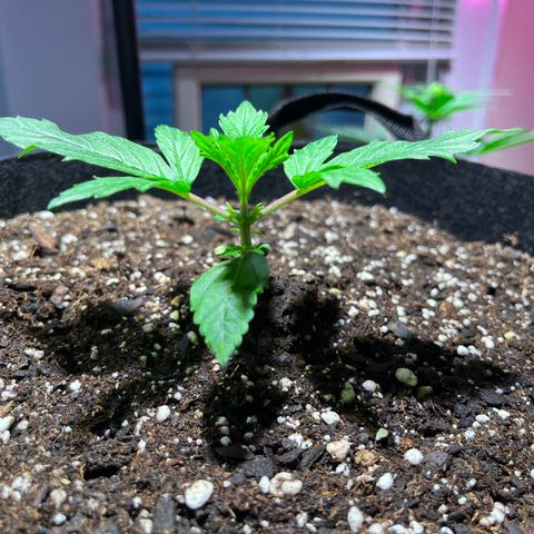 Gidget  growlog timeline photo