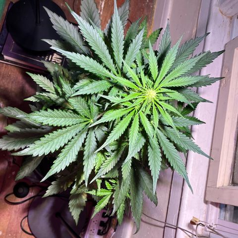 Christmas  growlog timeline photo