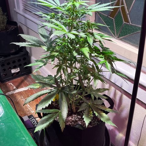 Christmas  growlog timeline photo