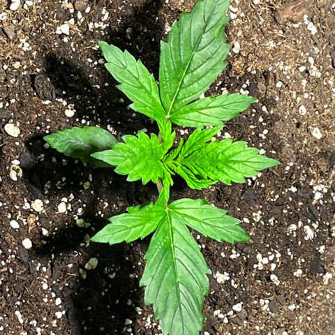 Gidget  growlog timeline photo