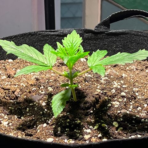 Gidget  growlog timeline photo