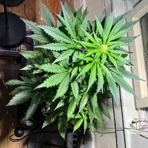 Christmas  growlog timeline photo