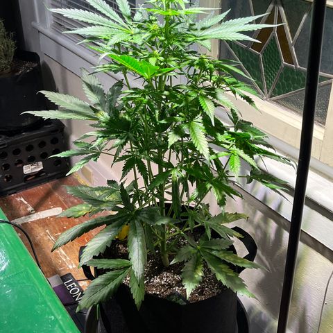 Christmas  growlog timeline photo