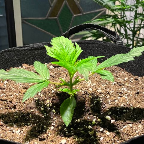 Gidget  growlog timeline photo