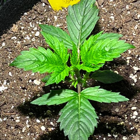 Gidget  growlog timeline photo