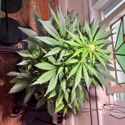 Christmas  growlog timeline photo