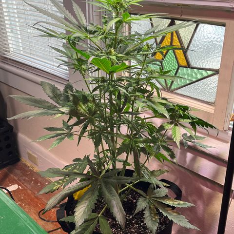 Christmas  growlog timeline photo