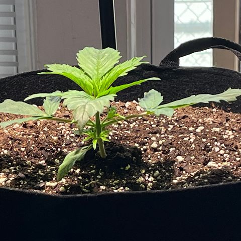 Gidget  growlog timeline photo