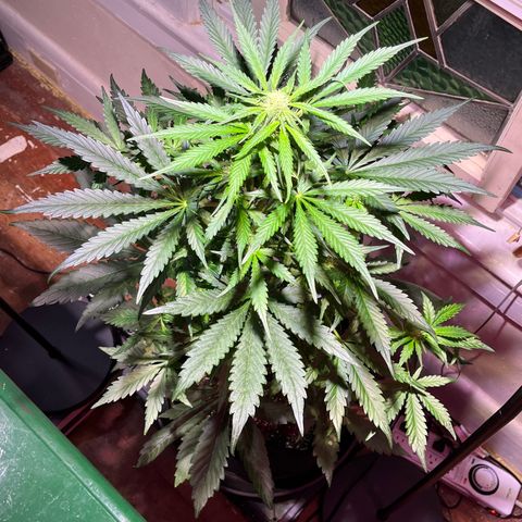 Christmas  growlog timeline photo