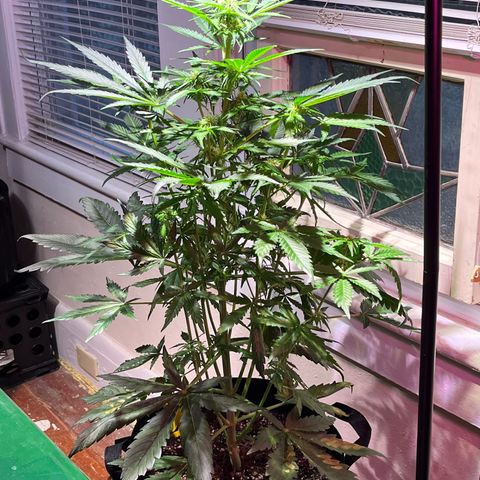 Christmas  growlog timeline photo