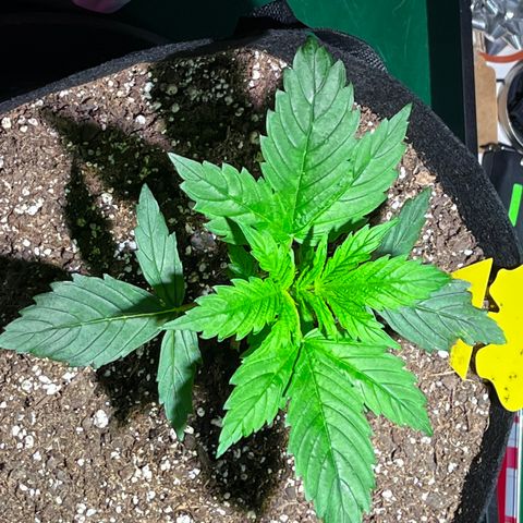 Gidget  growlog timeline photo
