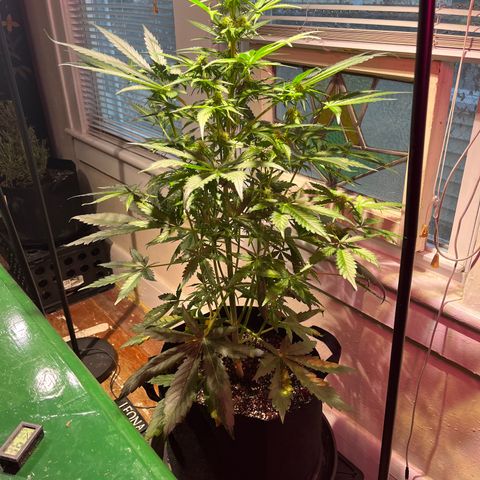Christmas  growlog timeline photo