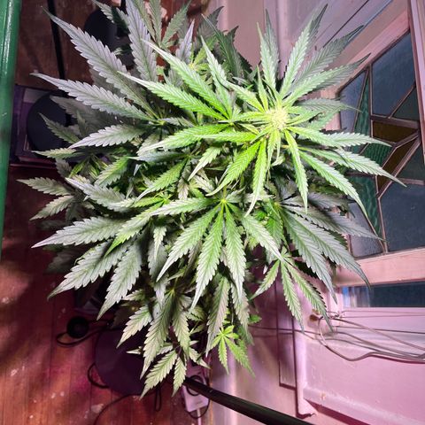 Christmas  growlog timeline photo