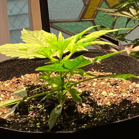 Gidget  growlog timeline photo