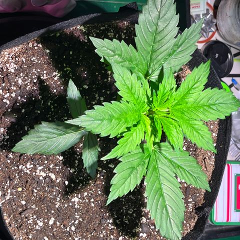 Gidget  growlog timeline photo