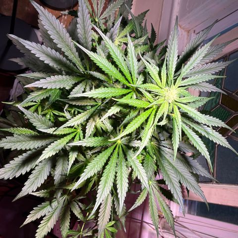 Christmas  growlog timeline photo