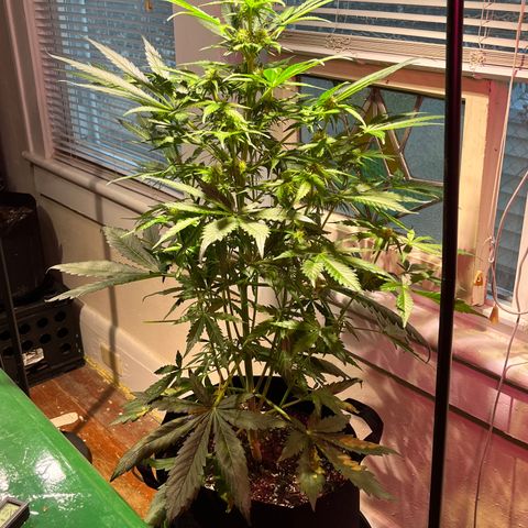 Christmas  growlog timeline photo