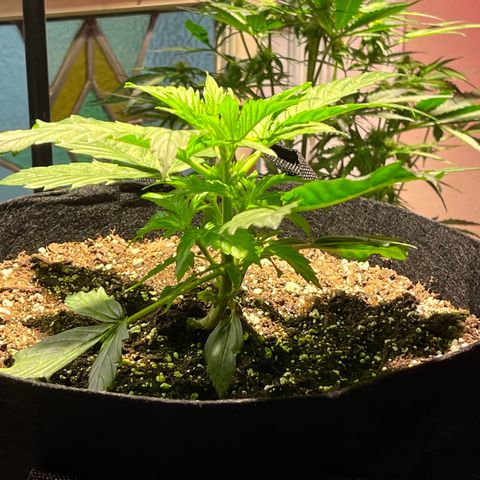 Gidget  growlog timeline photo