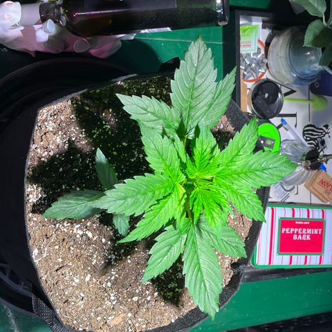 Gidget  growlog timeline photo